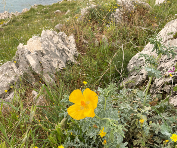 Corfu Yellow Horn Poppy